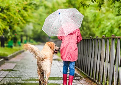 Everything You Need To Know About Walking Your Dog In The Rain