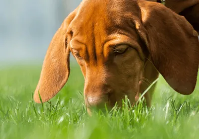 Springtime allergies in Pets: Symptoms and Treatments