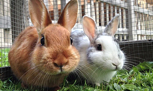 Rabbit Advice